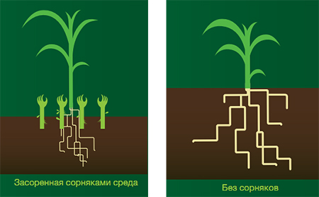 Засорение сорняками
