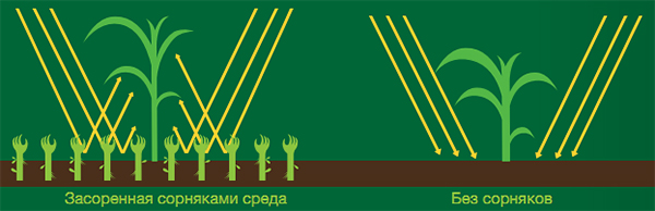 Защитная реакция кукурузы