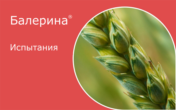 Балерина испытания