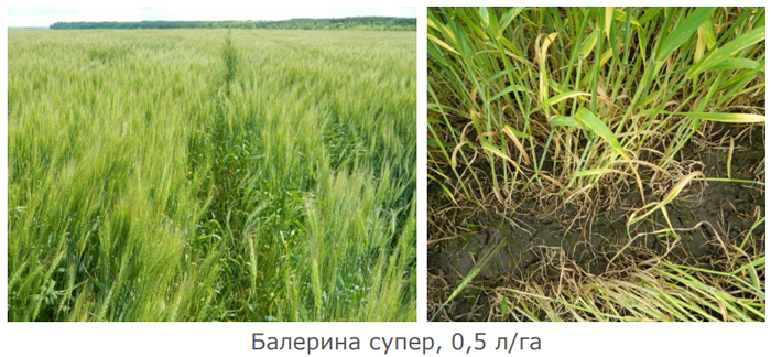 Результаты применения через 53 дня