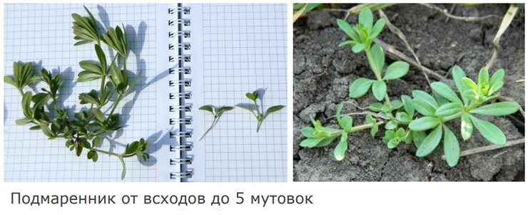 Подмаренник