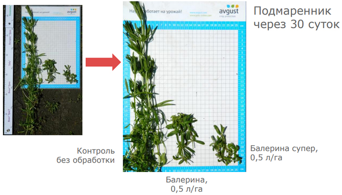 Результаты применения через 30 суток
