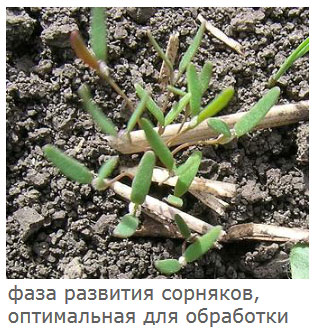 Фаза развития сорняков