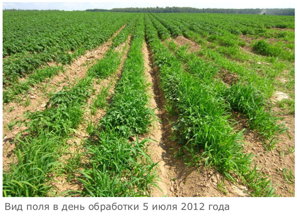 Сорняки перед обработкой
