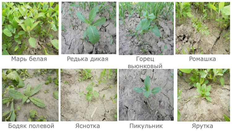 Сорняки перед обработкой