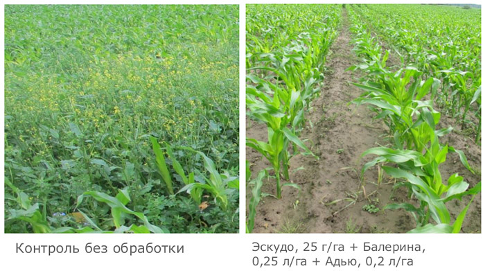 Результаты применения через 25 дней
