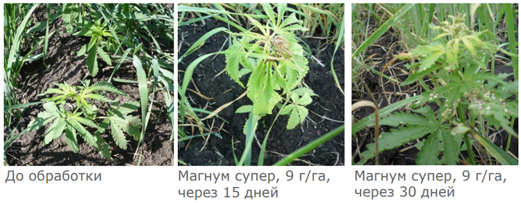 Действие на коноплю сорную