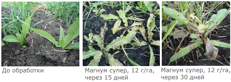 Действие на молочай огородный