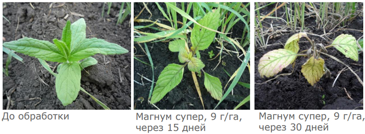 Действие на пикульник обыкновенный