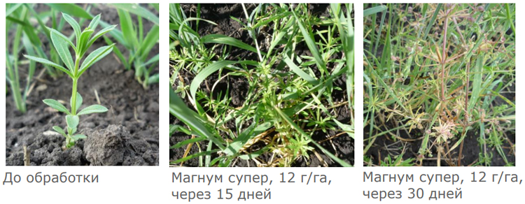 Действие на подмаренник цепкий