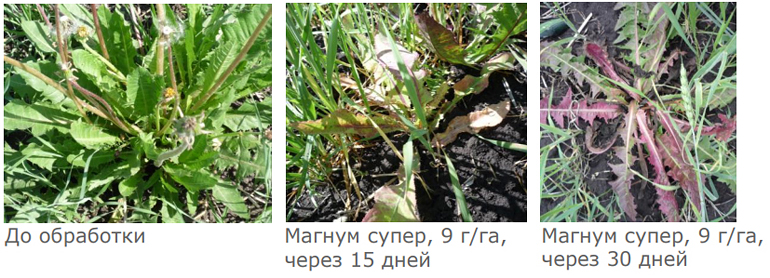 Действие на одуванчик обыкновенный