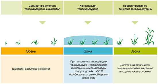 Механизм действия препарата Линтур