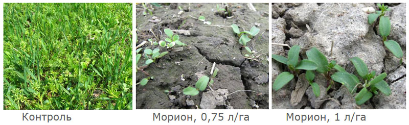Результаты применения после перезимовки