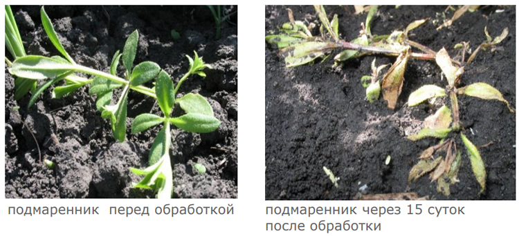 Подмаренник