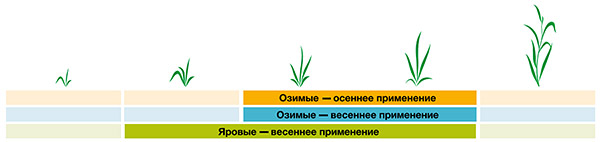 Оптимальные стадии применения