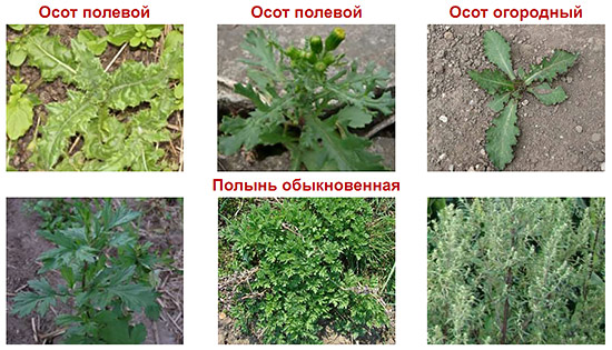 Спектр основных контролируемых сорняков