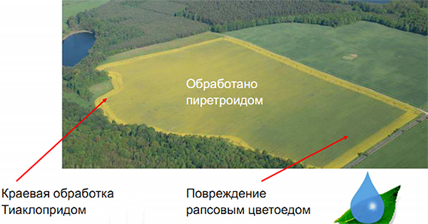 Поле