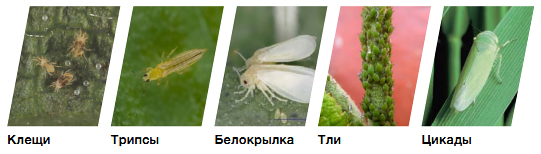 Насекомые