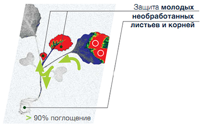 Распределение в растении