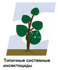 Типичные системные инсектициды
