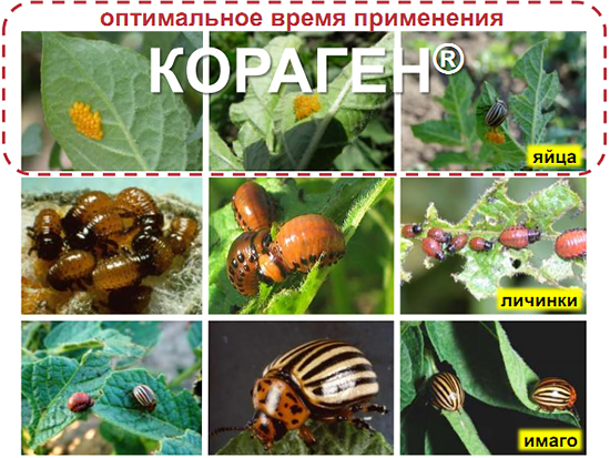 Время применения