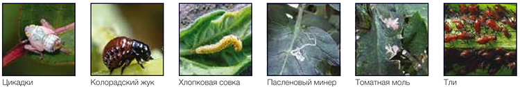 Вредители томатов