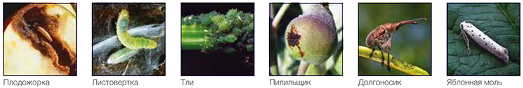 Вредители яблони