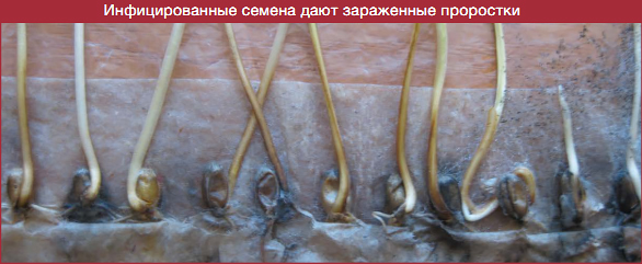 Контроль Bipolaris sorokiniana