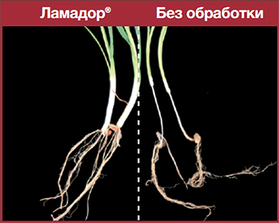 Зимостойкость