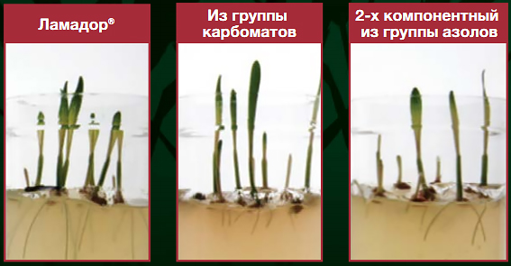 Морфология растения