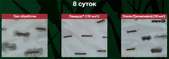 8 суток
