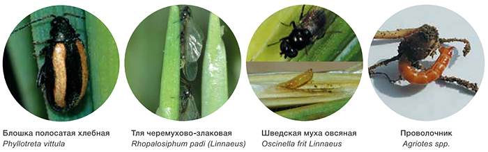 Вредители