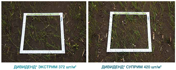 Защита фундамента урожая