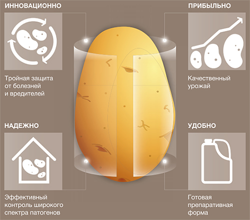 Картофель