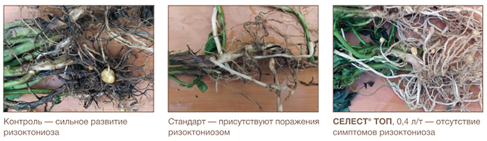Проявление ризоктониоза