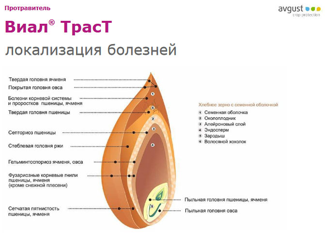 Локализация болезней