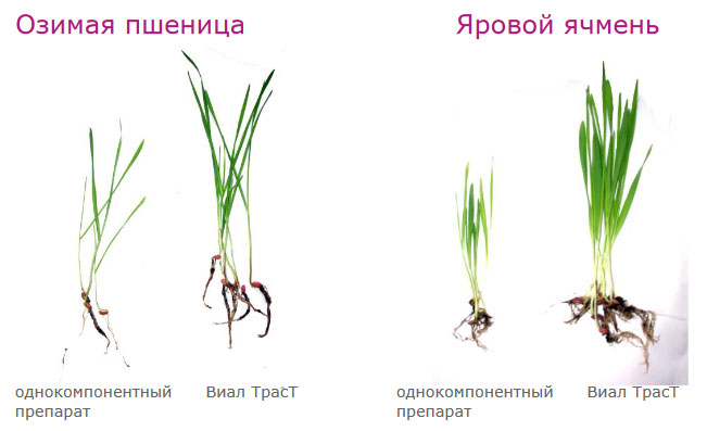 Действие в условиях засухи