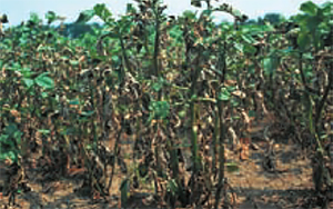Phytophtora infestans на картофеле