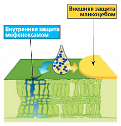 Защита мефеноксамом и манкоцебом