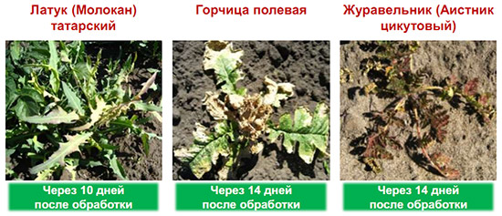 Титус контролирует широкий спектр сорняков