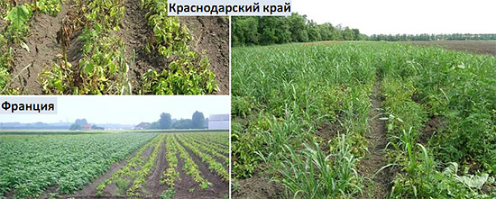 Результат от применения подделок Титус