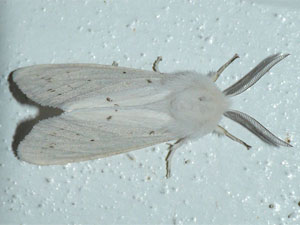 Hyphantria cunea