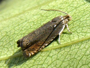 Laspeyresia nigricana