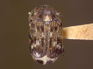 Bruchus pisorum