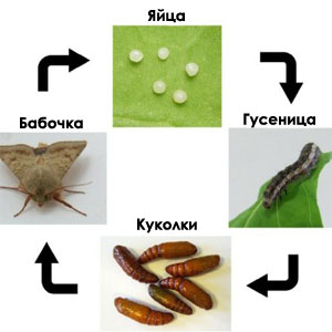 Развитие хлопковой совки