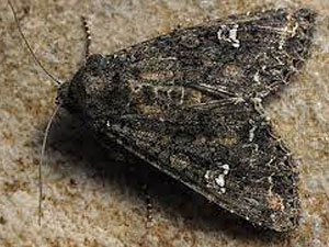 Mamestra brassicae