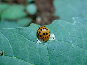 Epilachna vigintioctomaculata
