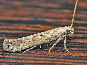 Phthorimea operculella