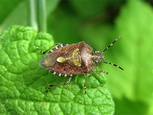 Dolycoris baccarum