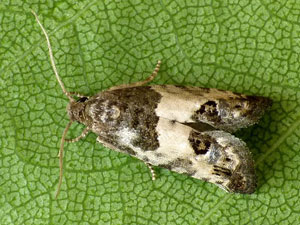 Spilonota ocellana